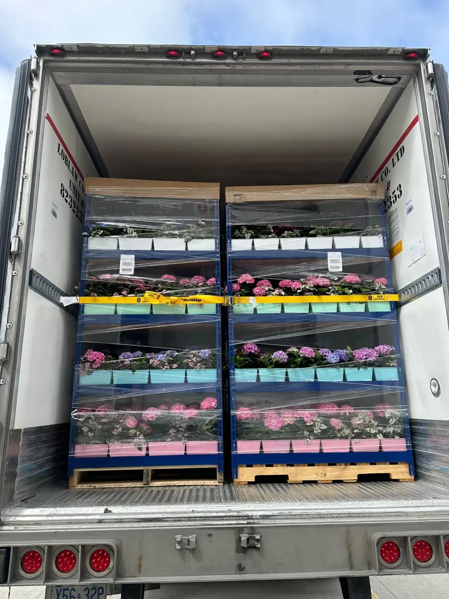 Fresh cut flowers and hydrangeas loaded for delivery